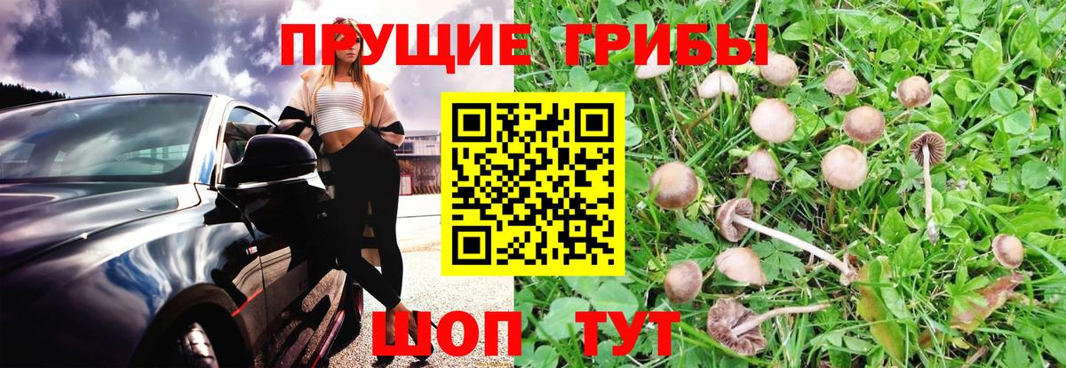 Псилоцибиновые грибы прущие грибы Ачинск